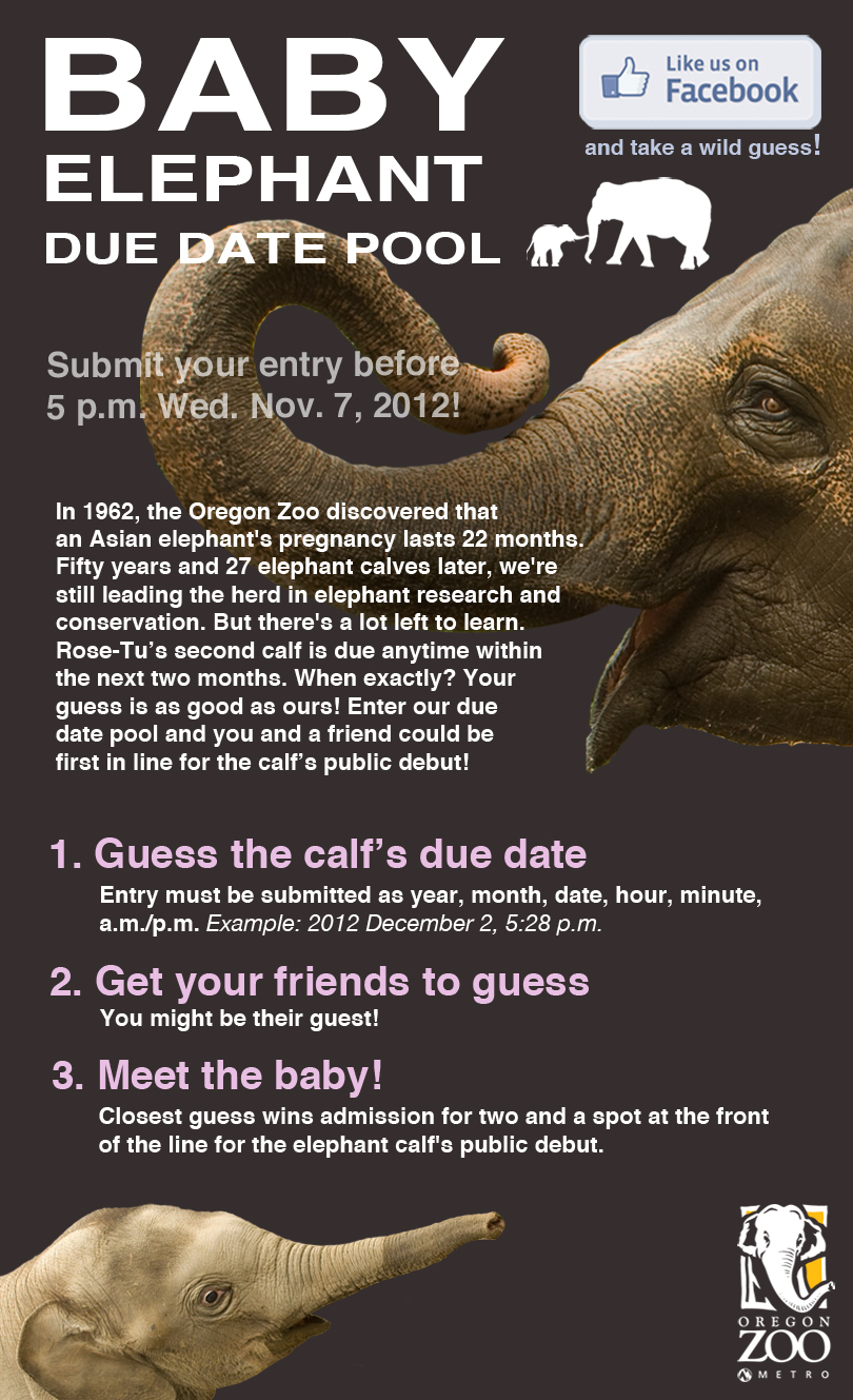 Baby elephant due date pool